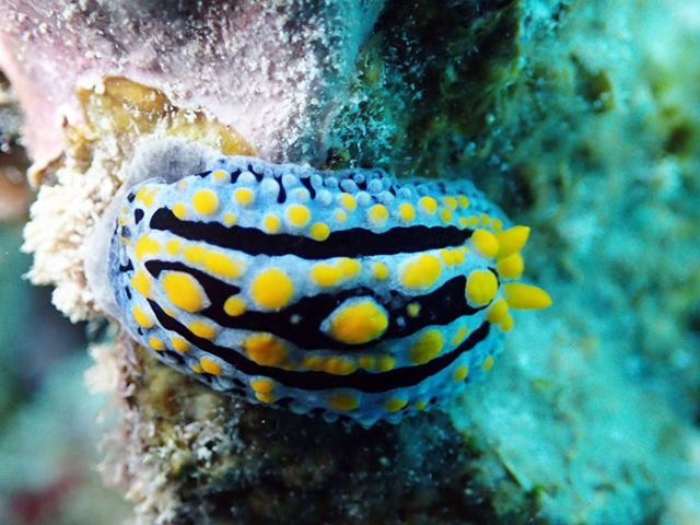 Coral reefs harbour a variety of life