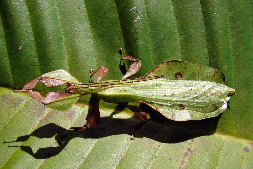 Stick and Leaf Insects - Nature Seychelles