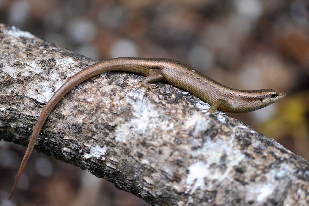 Skinks nature seychelles