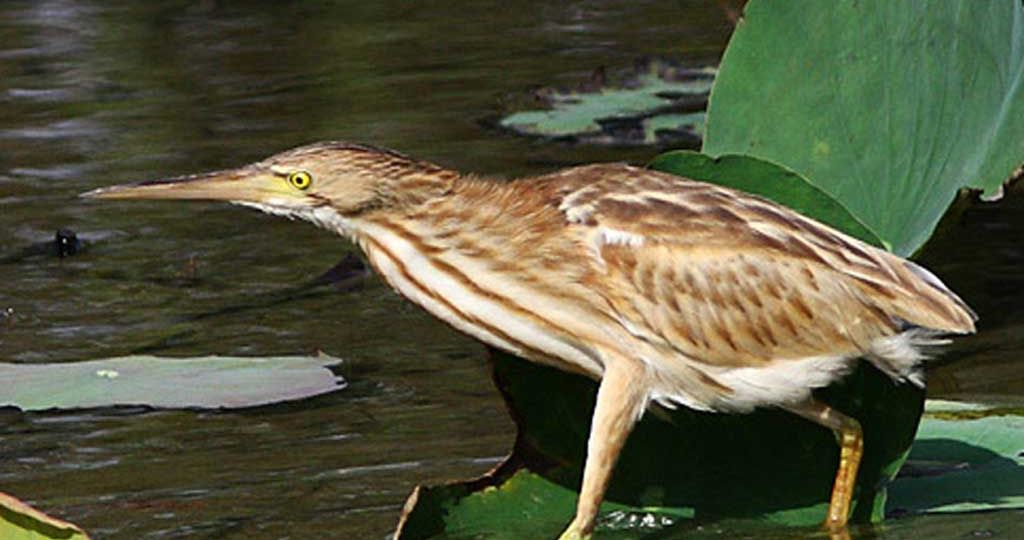 yellow-bittern