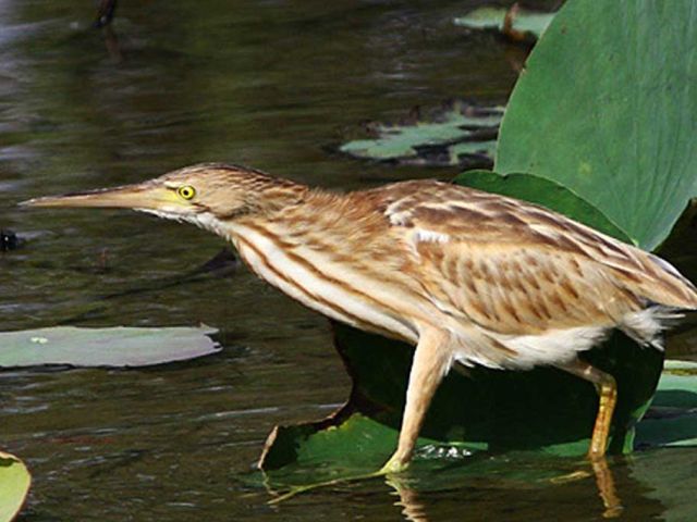 yellow-bittern