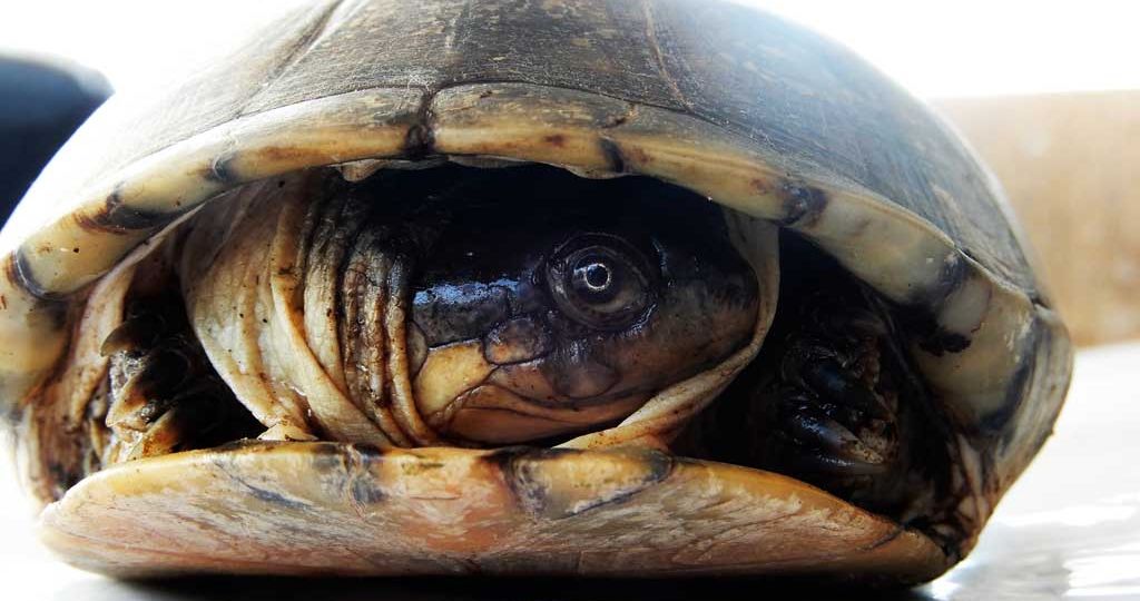 Mud-Terrapins