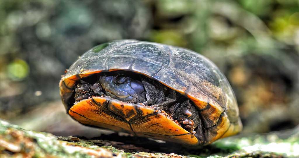 Black-mud-terrapin