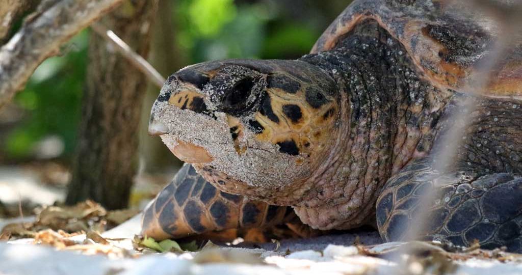Hawksbills-have-distinctive-beak-like-mouths
