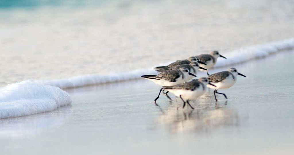 Migratory-birds-are-seasonal-species-of-birds-that-journey-across-various-regions