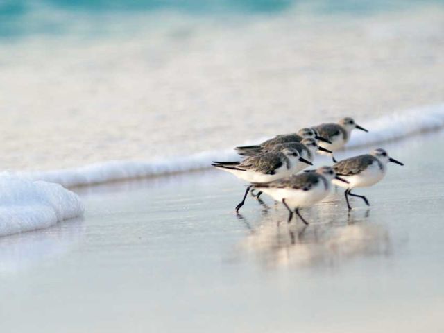 Migratory-birds-are-seasonal-species-of-birds-that-journey-across-various-regions