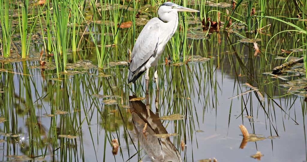 Wetlands,-offer-endless-opportunities-for-stunning-photos
