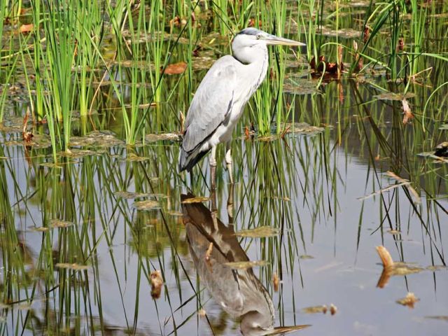 Wetlands,-offer-endless-opportunities-for-stunning-photos