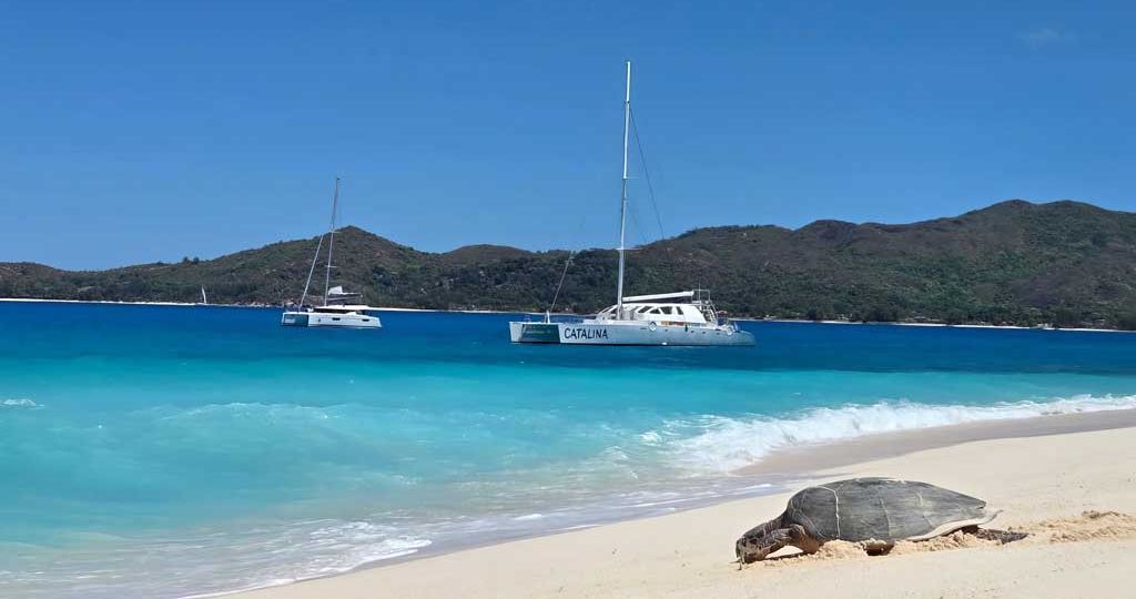 Hawksbill-turtles-nesting-season-has-picked-up-on-Cousin-Island-Special-Reserve