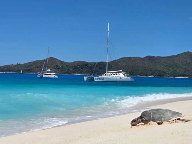 Hawksbill-turtles-nesting-season-has-picked-up-on-Cousin-Island-Special-Reserve