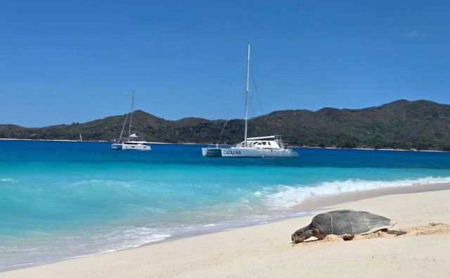 Hawksbill-turtles-nesting-season-has-picked-up-on-Cousin-Island-Special-Reserve