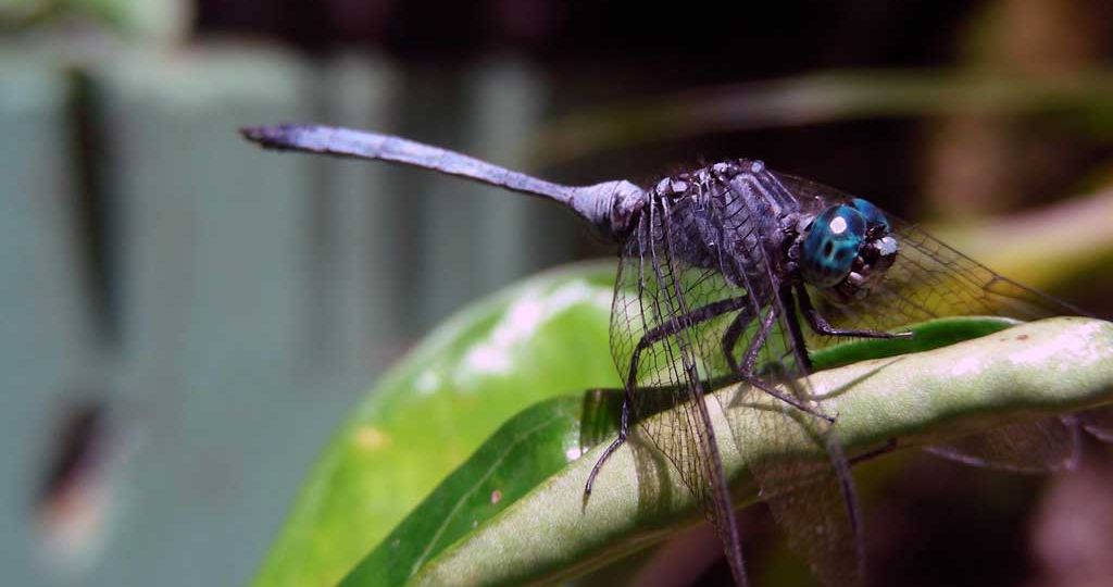 Several-species-of-Dragonflies-and-Damselflies-inhabit-wetlands