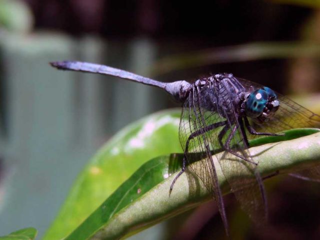 Several-species-of-Dragonflies-and-Damselflies-inhabit-wetlands