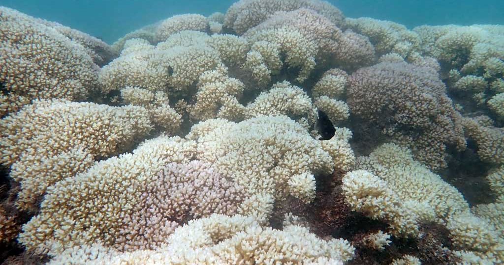 The-november-campaign-calls-attention-to-the-coral-bleaching-crisis