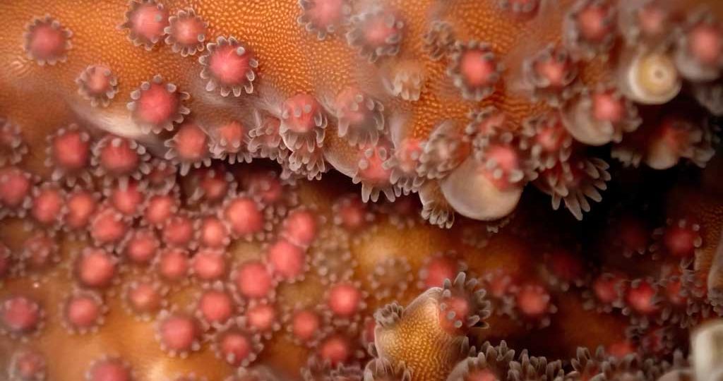 Corals-spawn-only-when-certain-conditions-are-met