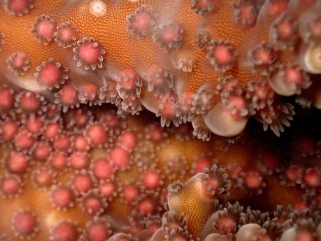 Corals-spawn-only-when-certain-conditions-are-met