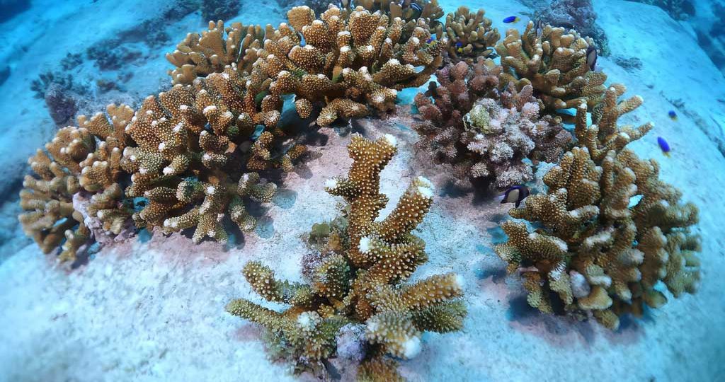The-project-is-helping-to-rebuild-the-reef-in-Cousin-Island
