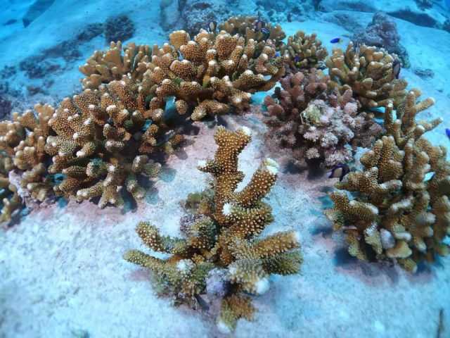 The-project-is-helping-to-rebuild-the-reef-in-Cousin-Island