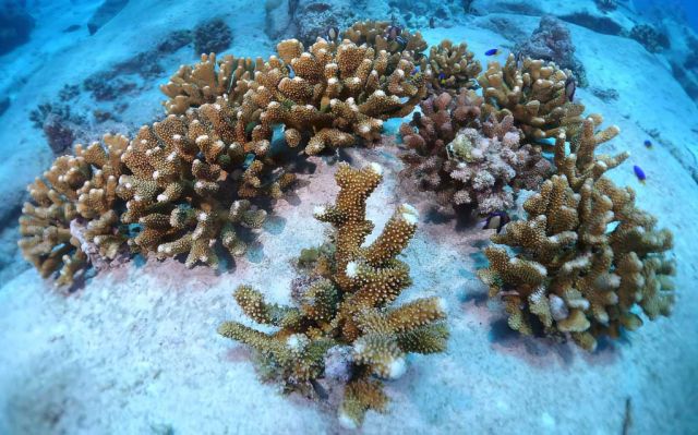 The-project-is-helping-to-rebuild-the-reef-in-Cousin-Island