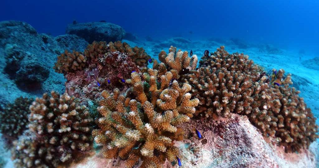 Corals-from-2022-are-thriving-in-2026