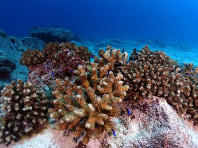 Corals-from-2022-are-thriving-in-2026