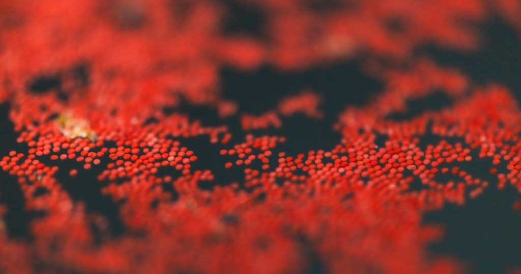WorldUnseenCoral_Nov2025_6658
