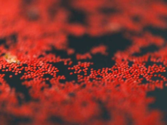 WorldUnseenCoral_Nov2025_6658