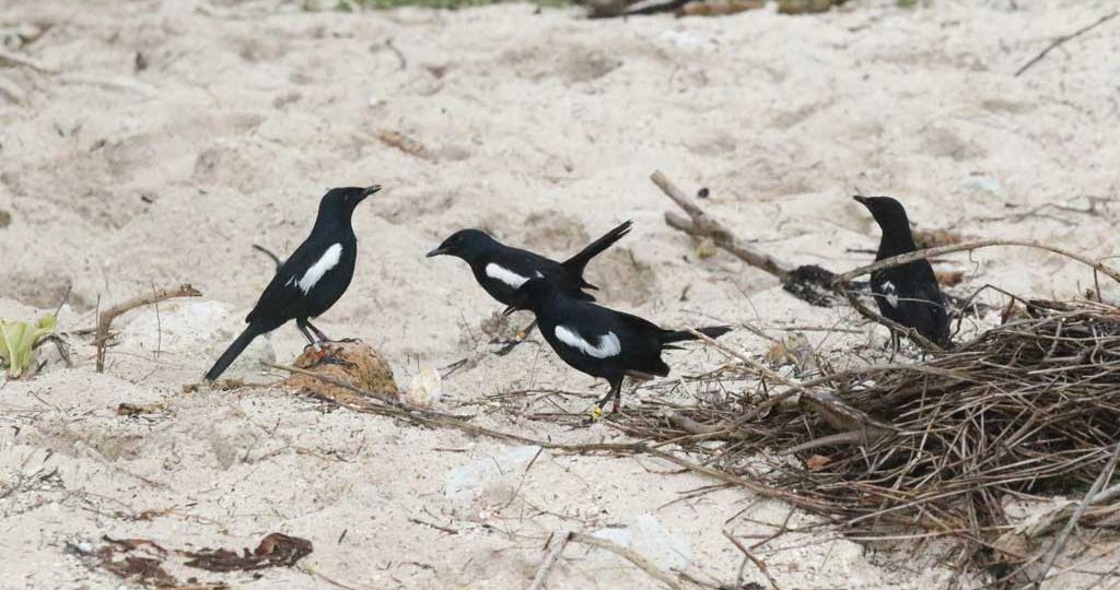 Seychelles-magpie-robins-with-egg