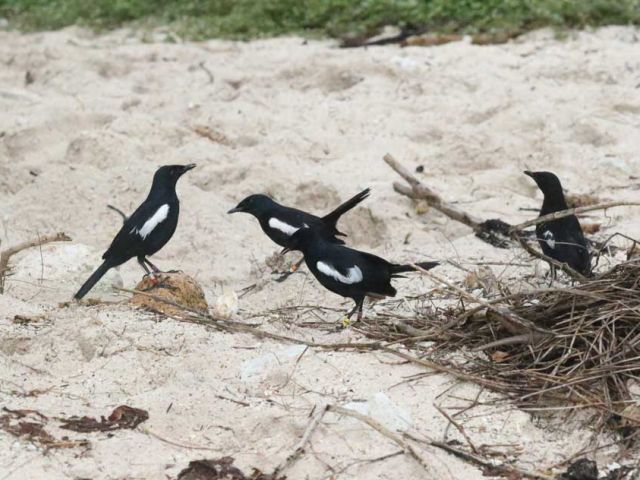 Seychelles-magpie-robins-with-egg