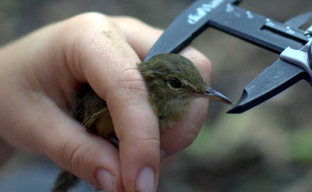 The-Seychelles-warbler-Nature-Seychelles---Arne-van-Eerden)