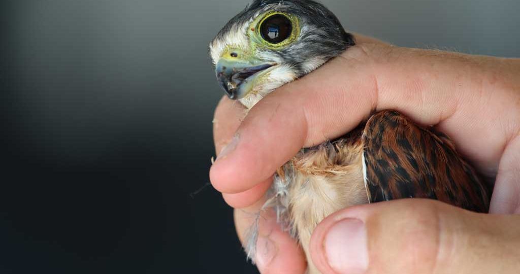 kestrel-rescue-web