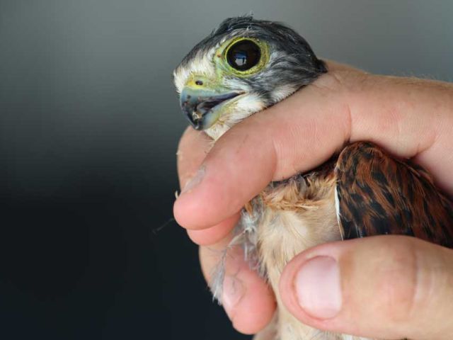 kestrel-rescue-web