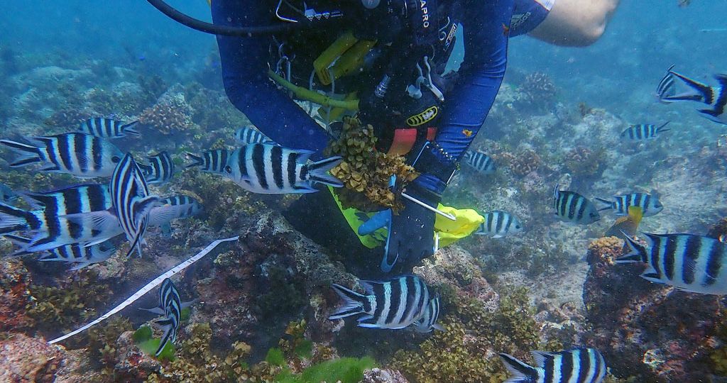 sargassum-seaweed-removal