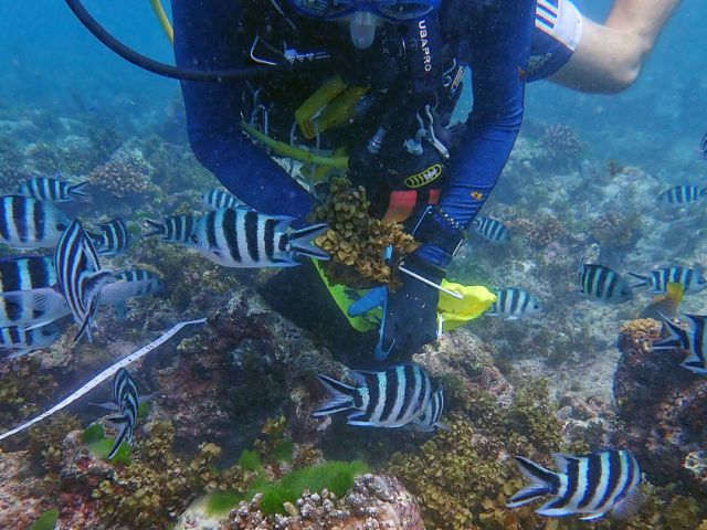 sargassum-seaweed-removal