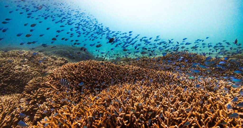 Ree-acoustics-WorldUnseenCoral_Nov2025_4176-(1)