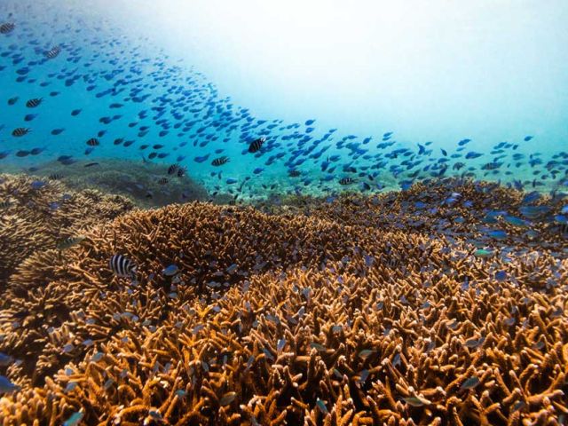 Ree-acoustics-WorldUnseenCoral_Nov2025_4176-(1)