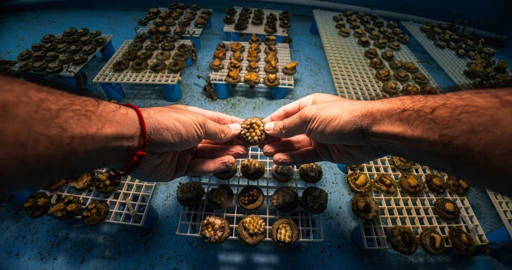 WorldUnseen_wed_coral-aquaculture