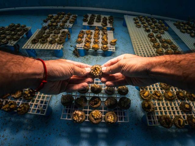 WorldUnseen_wed_coral-aquaculture
