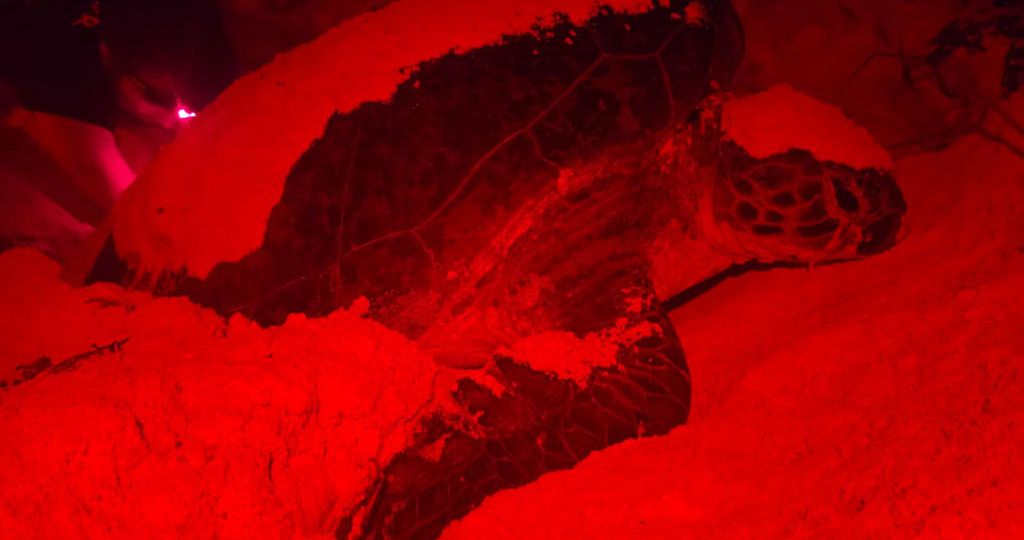 green-turtle-returns